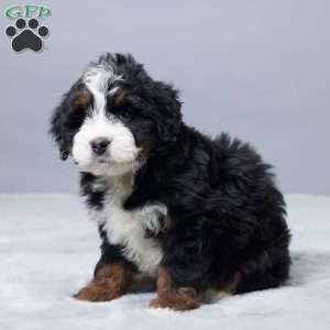 Nicolas, Mini Bernedoodle Puppy